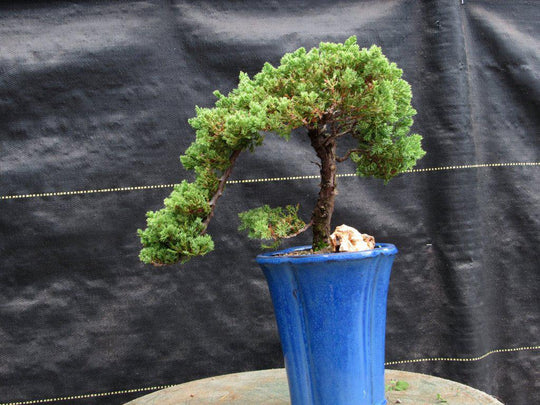 17 Year Old Cascade Juniper Specimen Bonsai Tree