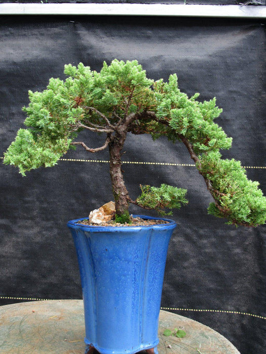 17 Year Old Cascade Juniper Specimen Bonsai Tree Back