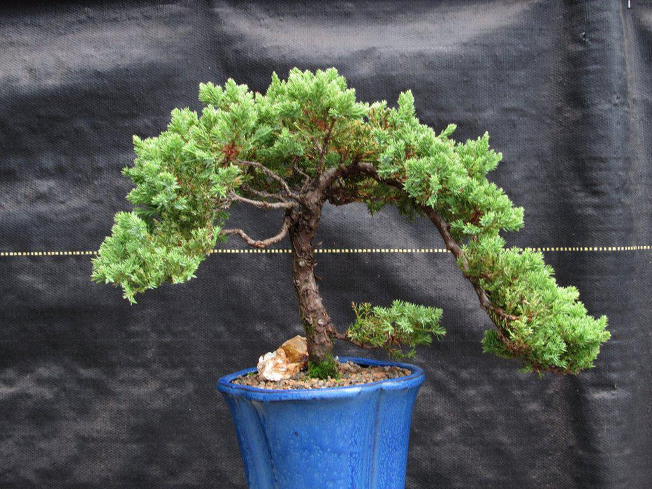 17 Year Old Cascade Juniper Specimen Bonsai Tree Close