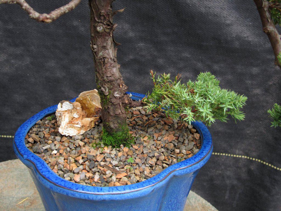 17 Year Old Cascade Juniper Specimen Bonsai Tree Bark