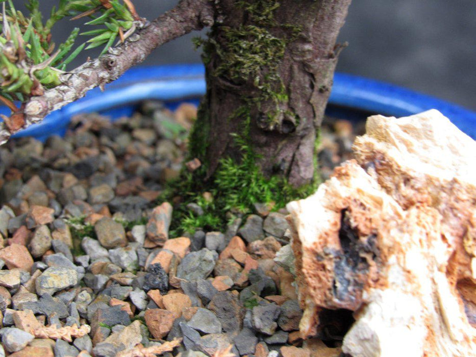 17 Year Old Cascade Juniper Specimen Bonsai Tree Trunk