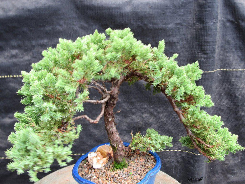 17 Year Old Cascade Juniper Specimen Bonsai Tree Shape