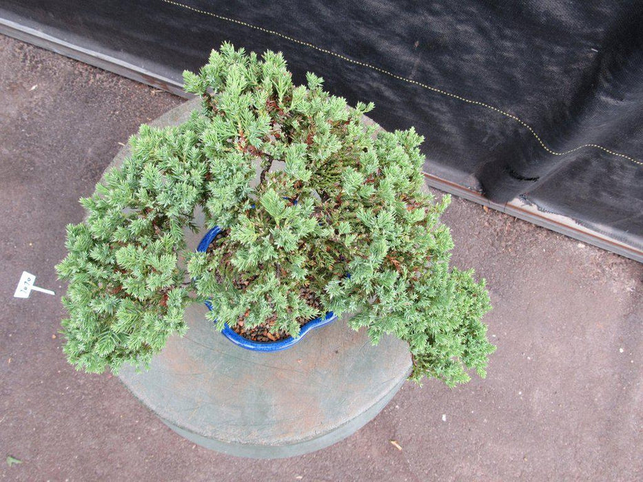 17 Year Old Cascade Juniper Specimen Bonsai Tree Canopy