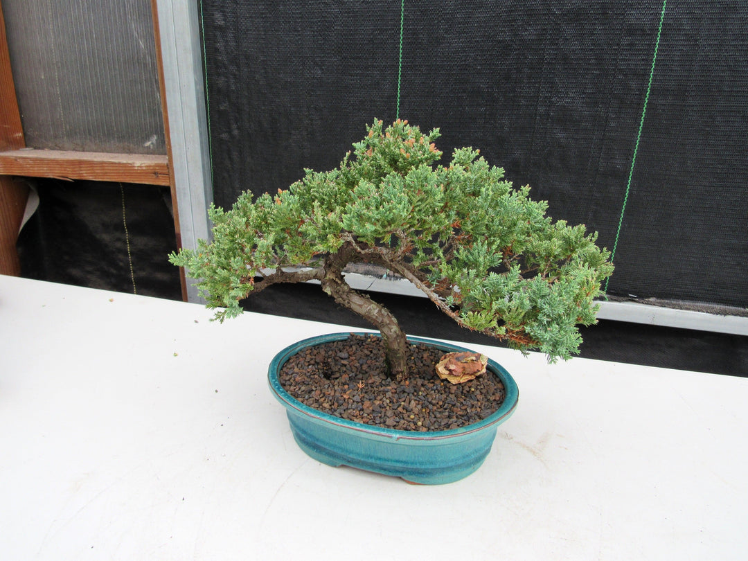 18 Year Old Juniper Specimen Bonsai Tree Strong Side
