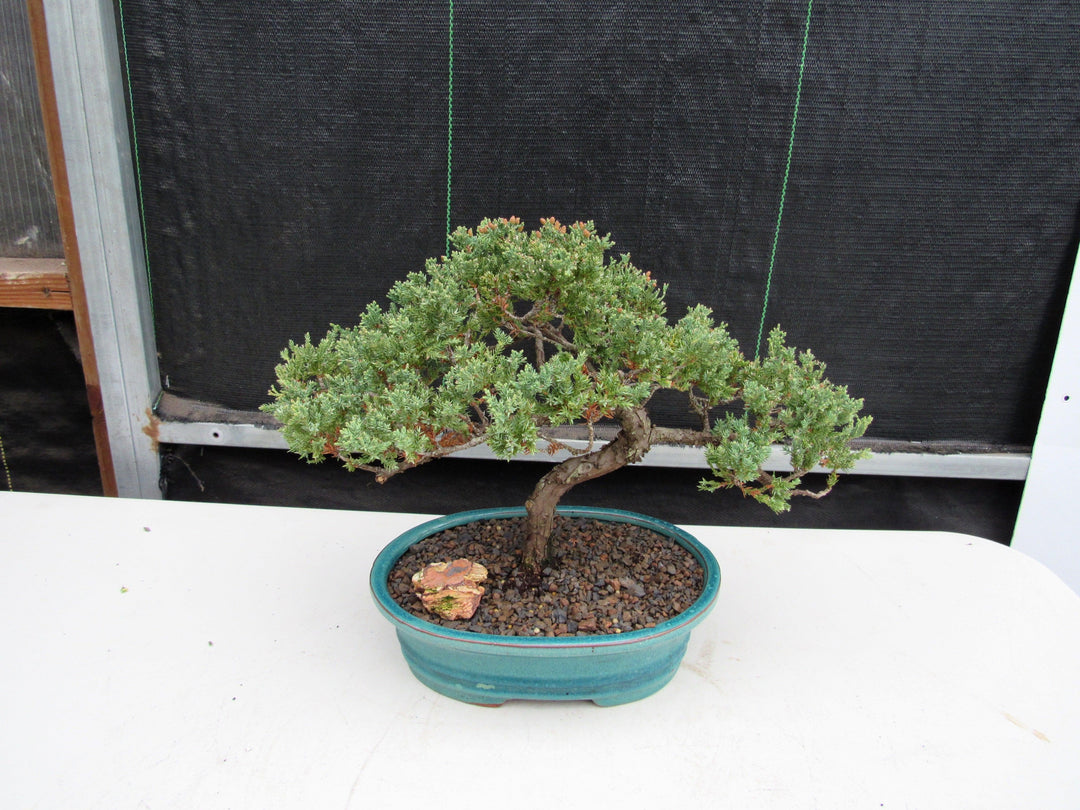 18 Year Old Juniper Specimen Bonsai Tree Back