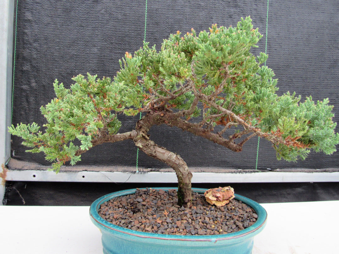 18 Year Old Juniper Specimen Bonsai Tree "S" Shape