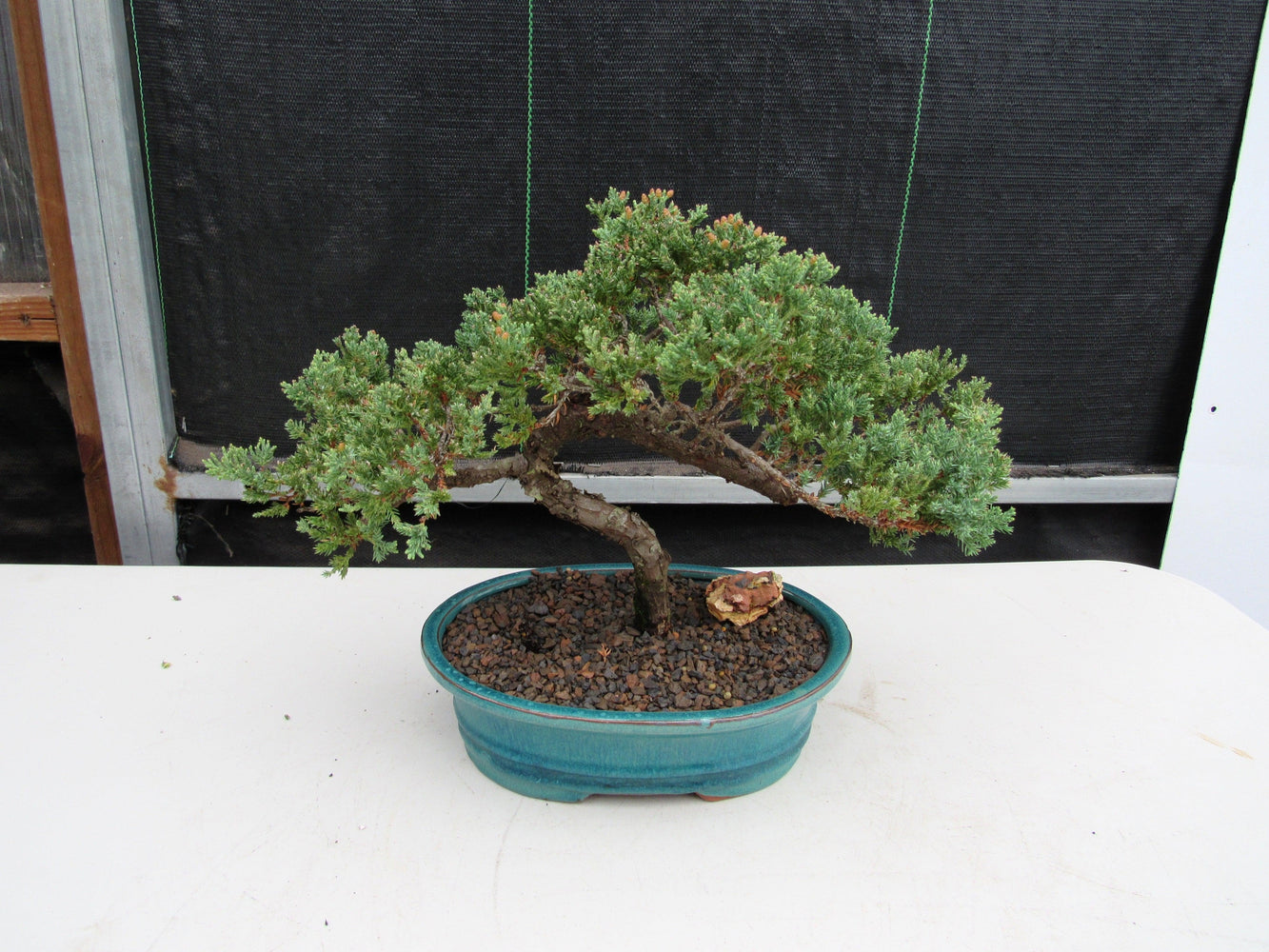 ancient bonsai trees for sale 18 Year Old Juniper Specimen Bonsai Tree