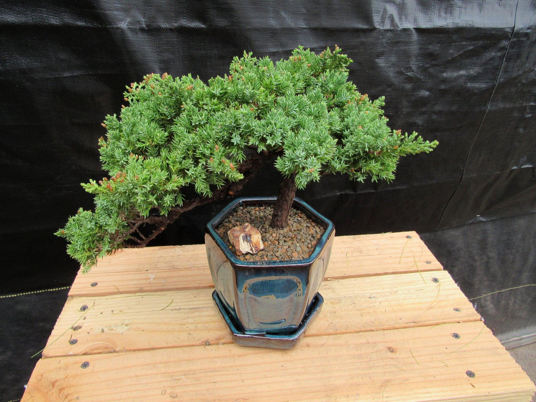 18 Year Old Semi-Cascade Juniper Specimen Bonsai Tree Canopy