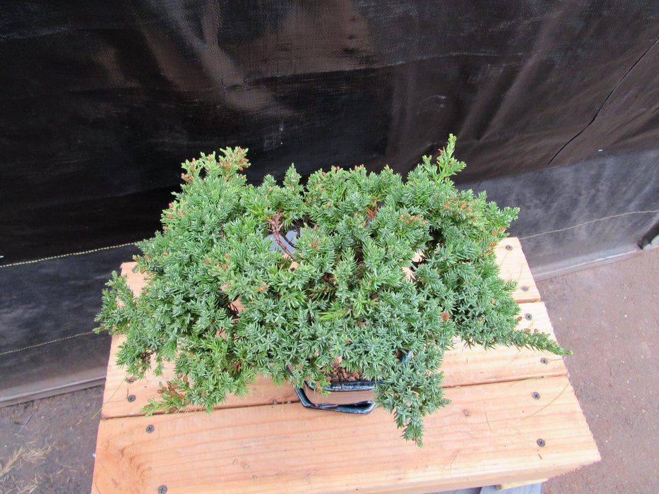 18 Year Old Semi-Cascade Juniper Specimen Bonsai Tree Top