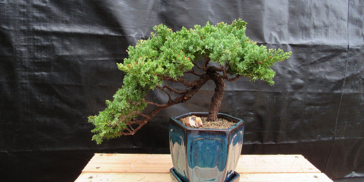 18 Year Old Semi-Cascade Juniper Specimen Bonsai Tree