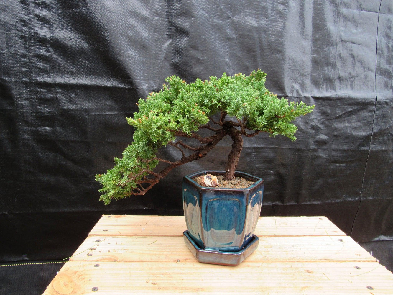 18 Year Old Semi-Cascade Juniper Specimen Bonsai Tree
