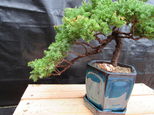 cascading juniper bonsai tree 18 Year Old Semi-Cascade Juniper Specimen Bonsai Tree