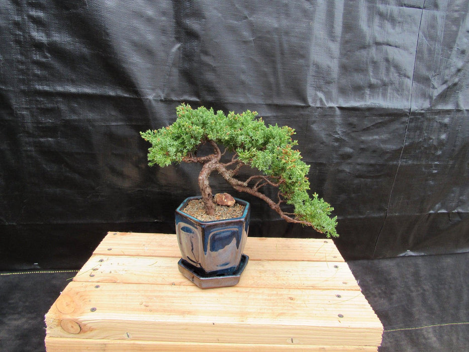 18 Year Old Semi-Cascade Juniper Specimen Bonsai Tree Back