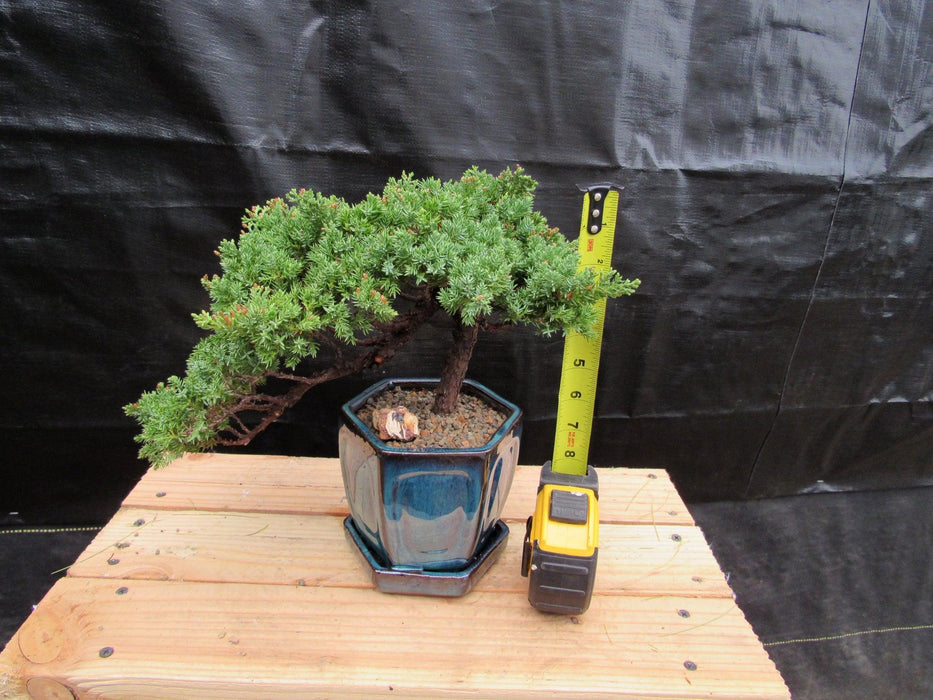 18 Year Old Semi-Cascade Juniper Specimen Bonsai Tree Height