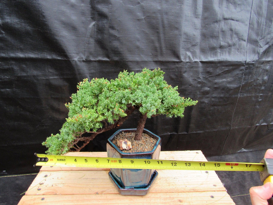 18 Year Old Semi-Cascade Juniper Specimen Bonsai Tree Size