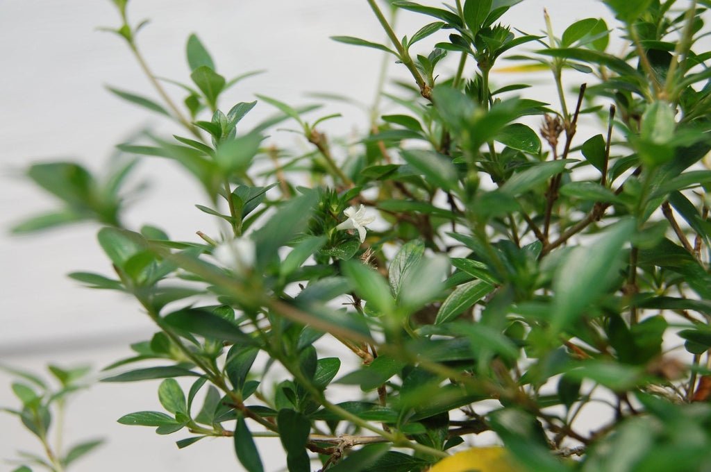 Thousand Star Serissa Specimen Bonsai Tree Flowers