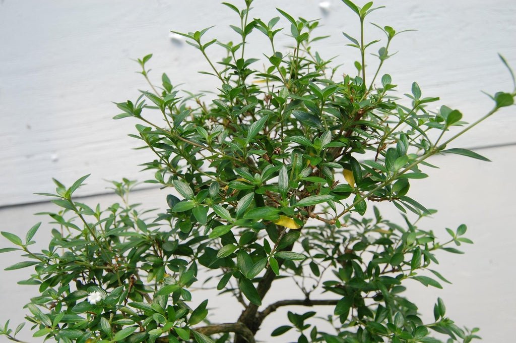 Thousand Star Serissa Specimen Bonsai Tree Leaves