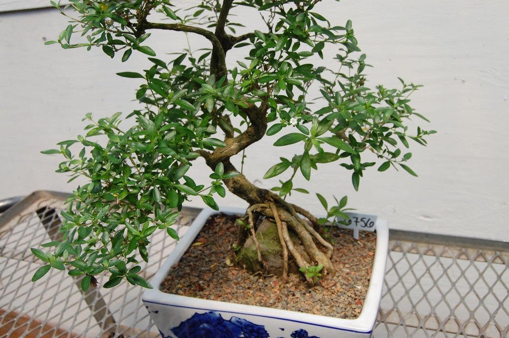 18 Year Old Thousand Star Serissa Flowering Root Over Rock Specimen Bonsai Tree