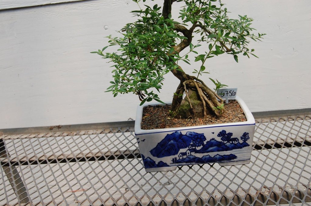 Thousand Star Serissa Specimen Bonsai Tree Roots