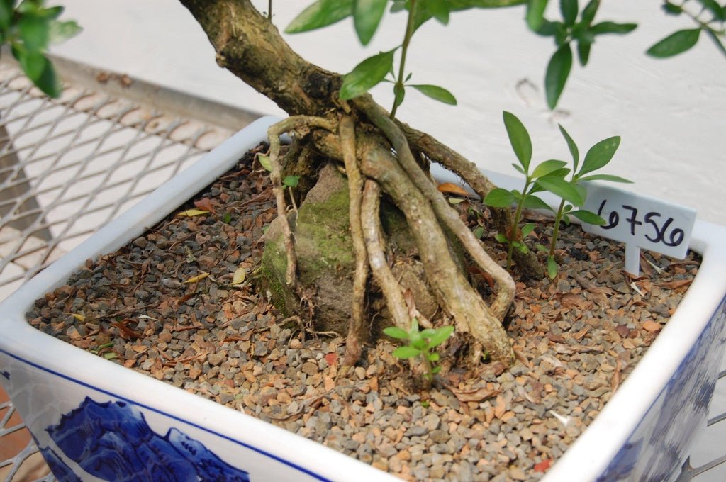 Thousand Star Serissa One-Of-A-Kind Bonsai Tree Roots