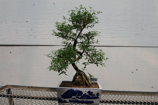 tree of a thousand stars bonsai care 18 Year Old Thousand Star Serissa Flowering Root Over Rock Specimen Bo