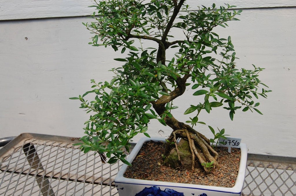 Thousand Star Serissa Specimen Bonsai Tree Profile