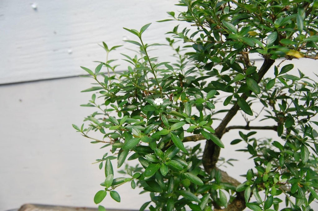 Thousand Star Serissa Specimen Bonsai Tree Branches