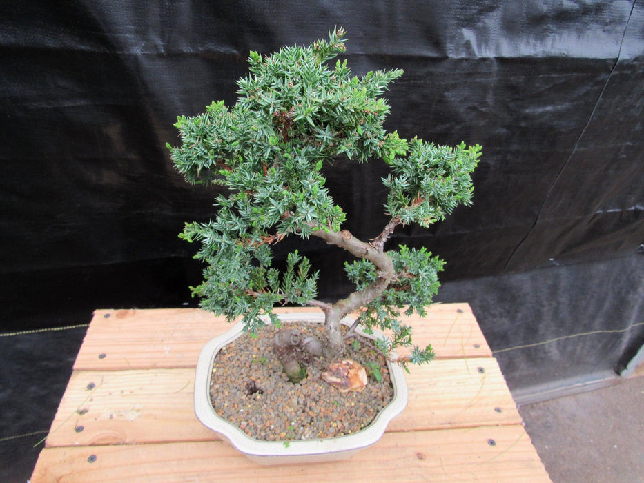 18 Year Old Twisted Juniper Specimen Bonsai Tree Leaves