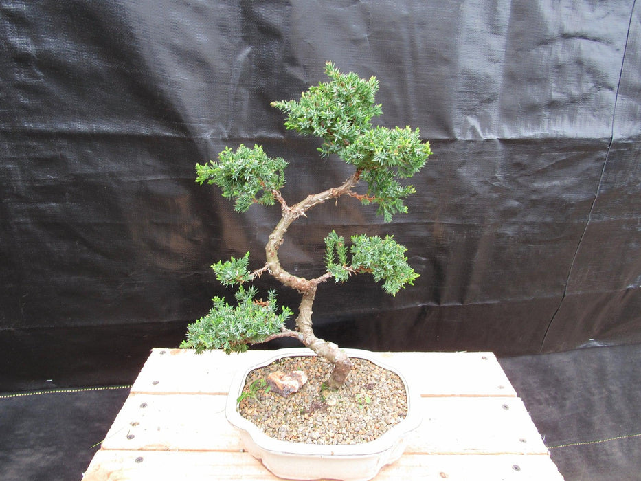 18 Year Old Twisted Juniper Specimen Bonsai Tree Back