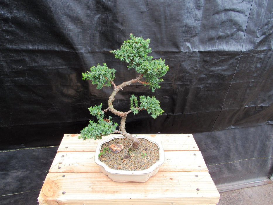 18 Year Old Twisted Juniper Specimen Bonsai Tree Back Profile