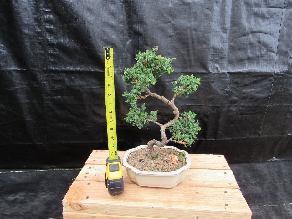 18 Year Old Twisted Juniper Specimen Bonsai Tree Height