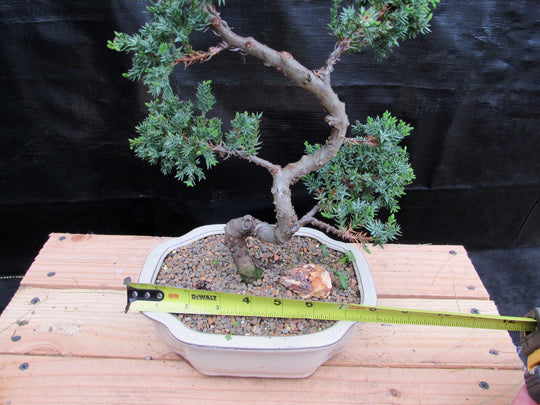 twisted hollow tree bonsai 18 Year Old Twisted Juniper Specimen Bonsai Tree