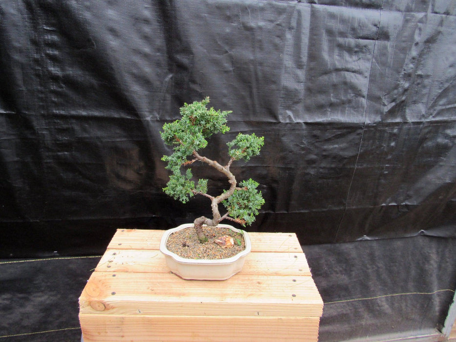 18 Year Old Twisted Juniper Specimen Bonsai Tree Alt