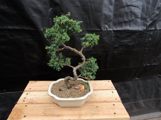 twisted bonsai tree 18 Year Old Twisted Juniper Specimen Bonsai Tree