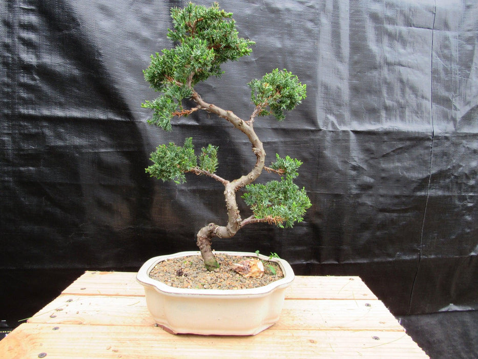18 Year Old Twisted Juniper Specimen Bonsai Tree Profile