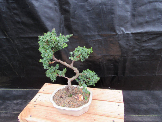 twisted hollow tree bonsai 18 Year Old Twisted Juniper Specimen Bonsai Tree