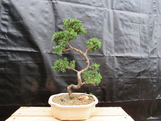 uncut bonsai tree 18 Year Old Twisted Juniper Specimen Bonsai Tree