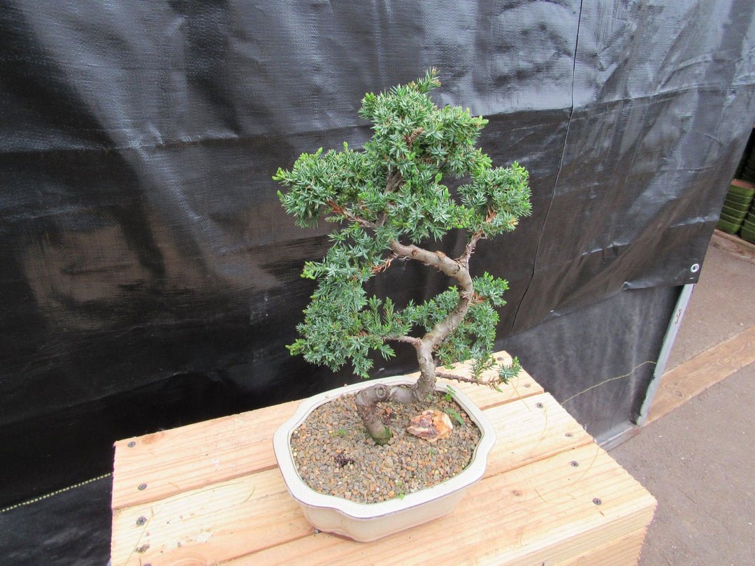 18 Year Old Twisted Juniper Specimen Bonsai Tree Left Side