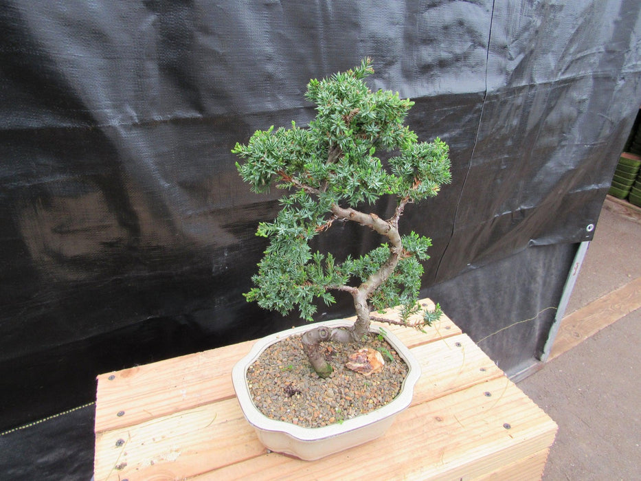 18 Year Old Twisted Juniper Specimen Bonsai Tree Left Side