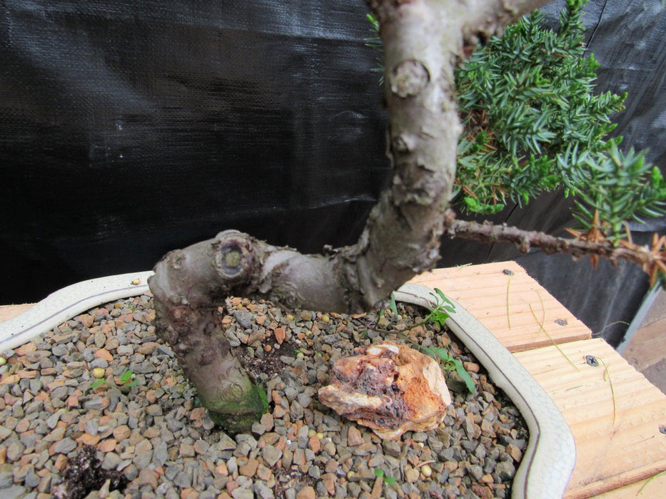 18 Year Old Twisted Juniper Specimen Bonsai Tree Trunk
