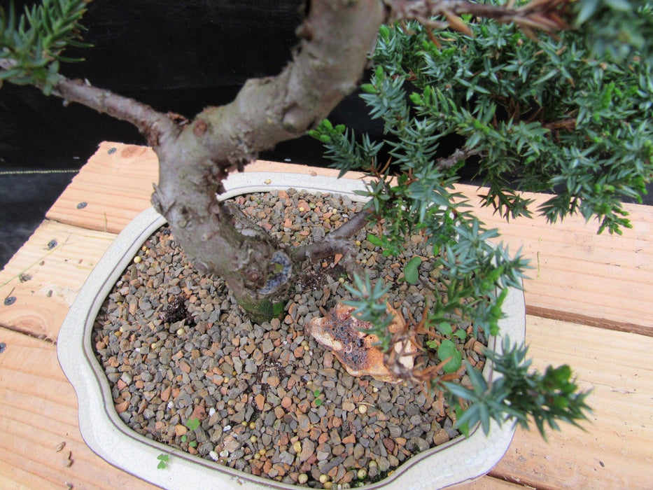 18 Year Old Twisted Juniper Specimen Bonsai Tree twist