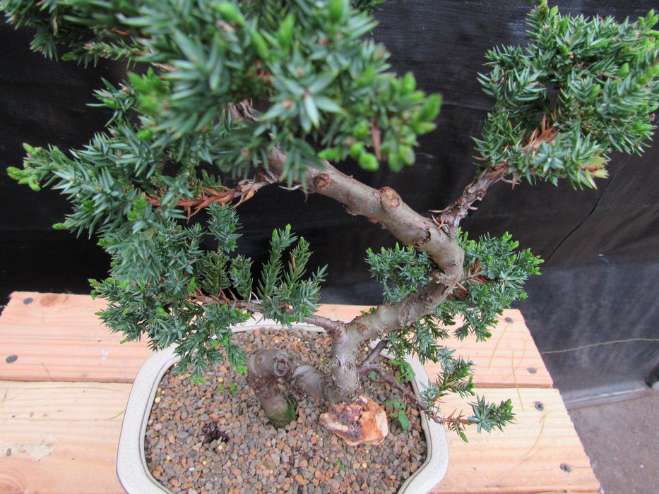 18 Year Old Twisted Juniper Specimen Bonsai Tree Foliage