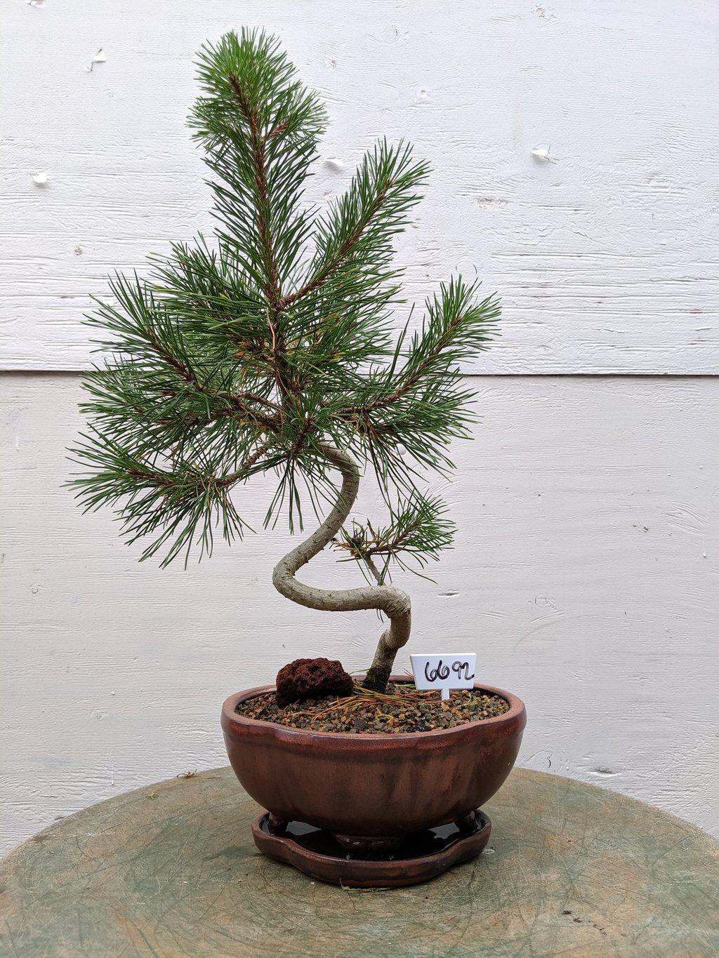 18 Year Old Twisty Mugo Pine Specimen Bonsai TreeProfile