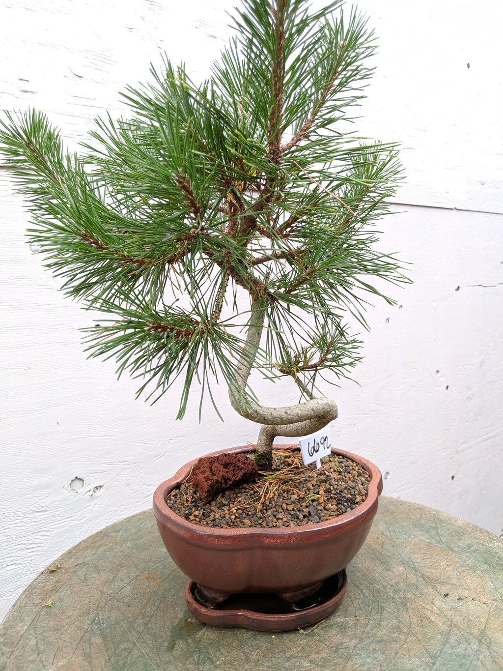 18 Year Old Twisty Mugo Pine Specimen Bonsai Tree Shape