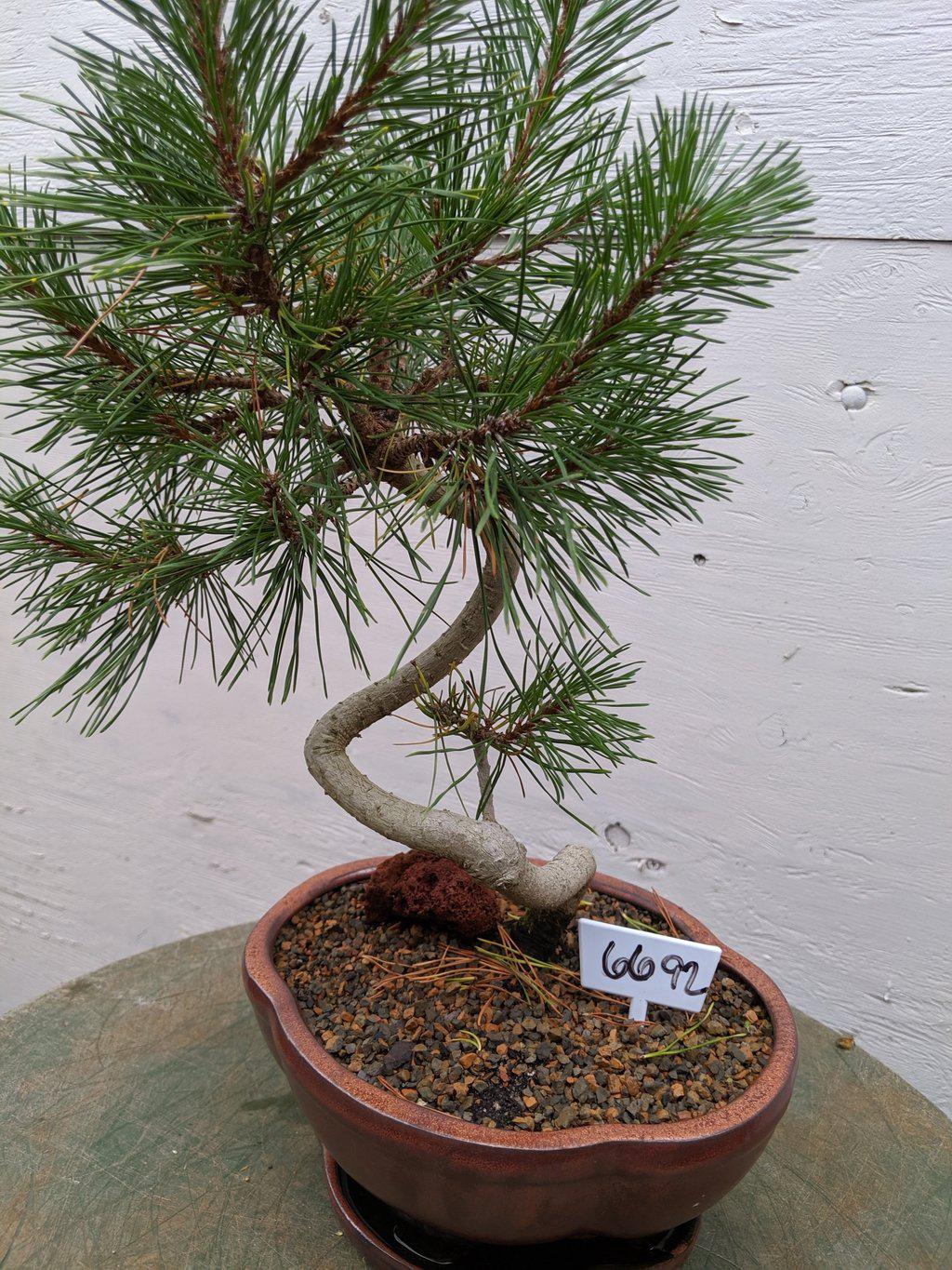 18 Year Old Twisty Mugo Pine Specimen Bonsai Tree Canopy