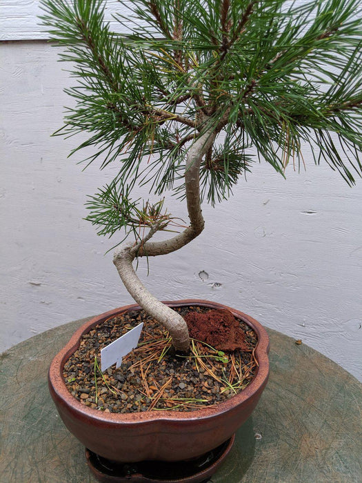 18 Year Old Twisty Mugo Pine Specimen Bonsai Tree Trunk