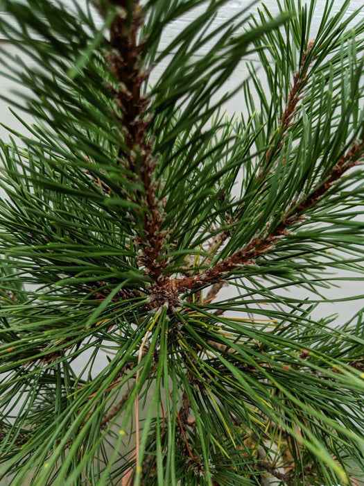 18 Year Old Twisty Mugo Pine Specimen Bonsai Tree Needles