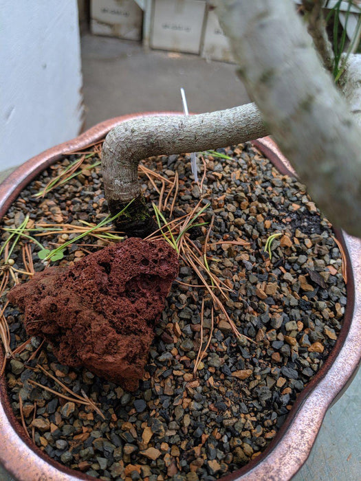 18 Year Old Twisty Mugo Pine Specimen Bonsai Tree Roots