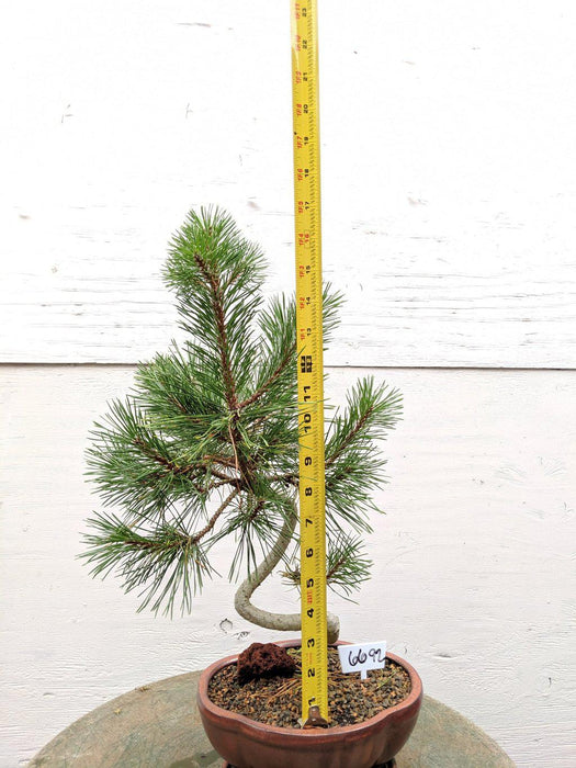 18 Year Old Twisty Mugo Pine Specimen Bonsai Tree Size