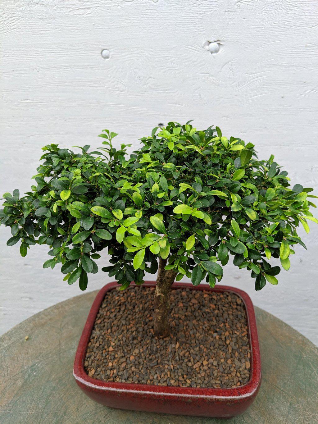 Japanese Kingsville Boxwood Bonsai Tree Foliage
